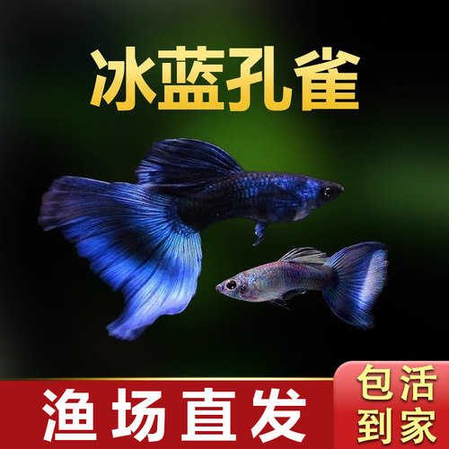 冰蓝孔雀精品小型观赏鱼配对发货