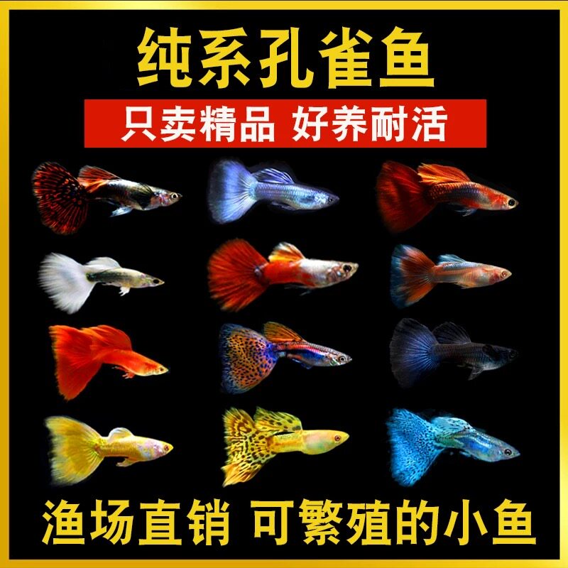 孔雀鱼鱼苗观赏鱼活体热带小型淡水好养耐活红绿灯斑马凤尾小鱼