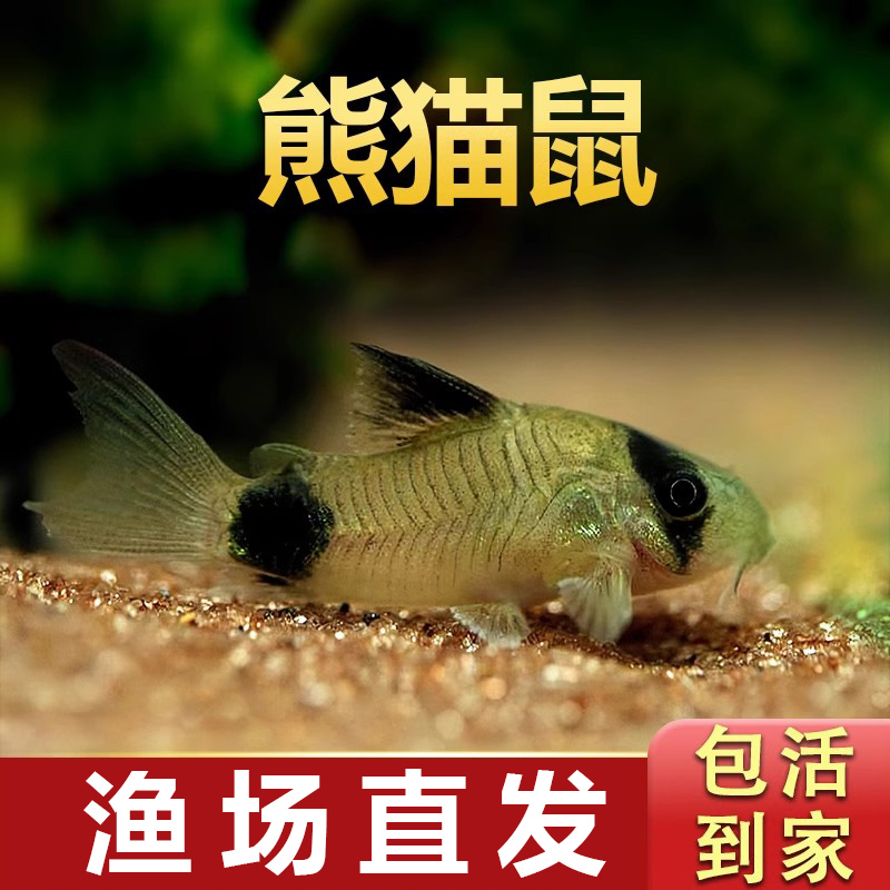 熊猫鼠除草清洁鱼鱼缸清洁