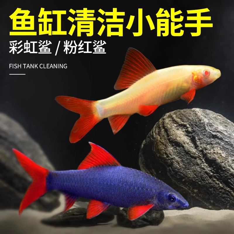 彩虹鲨粉红鲨鱼缸清洁工具鱼