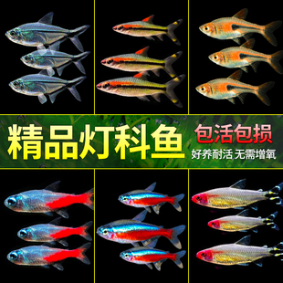 热带观赏鱼淡水活鱼金鱼小型宝莲灯斑马红绿灯孔雀鱼苗灯科鱼