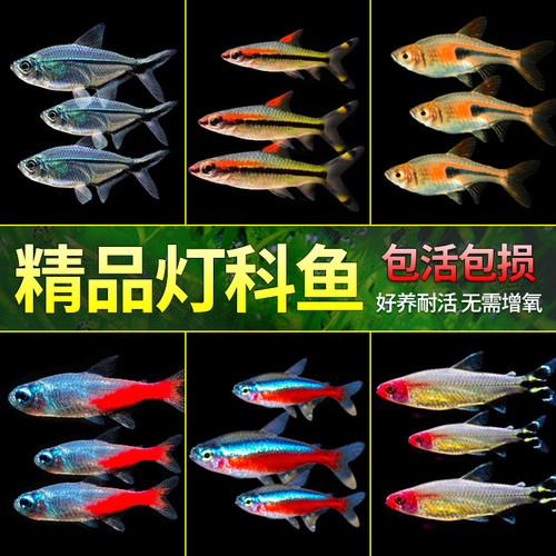 精品灯科鱼热带观赏鱼小型鱼