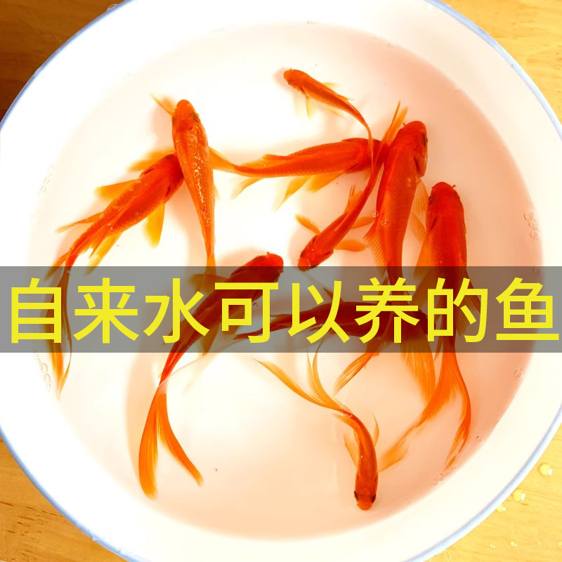 金鱼不加温冷水鱼淡水观赏鱼好养