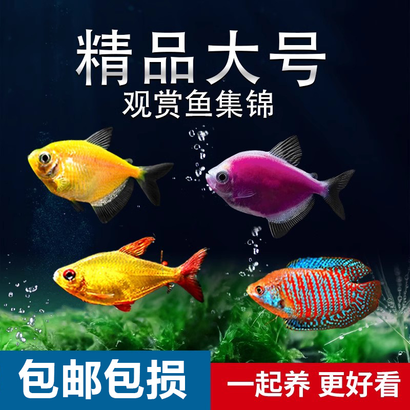 热带观赏鱼精品好养孔雀鱼斑马鱼