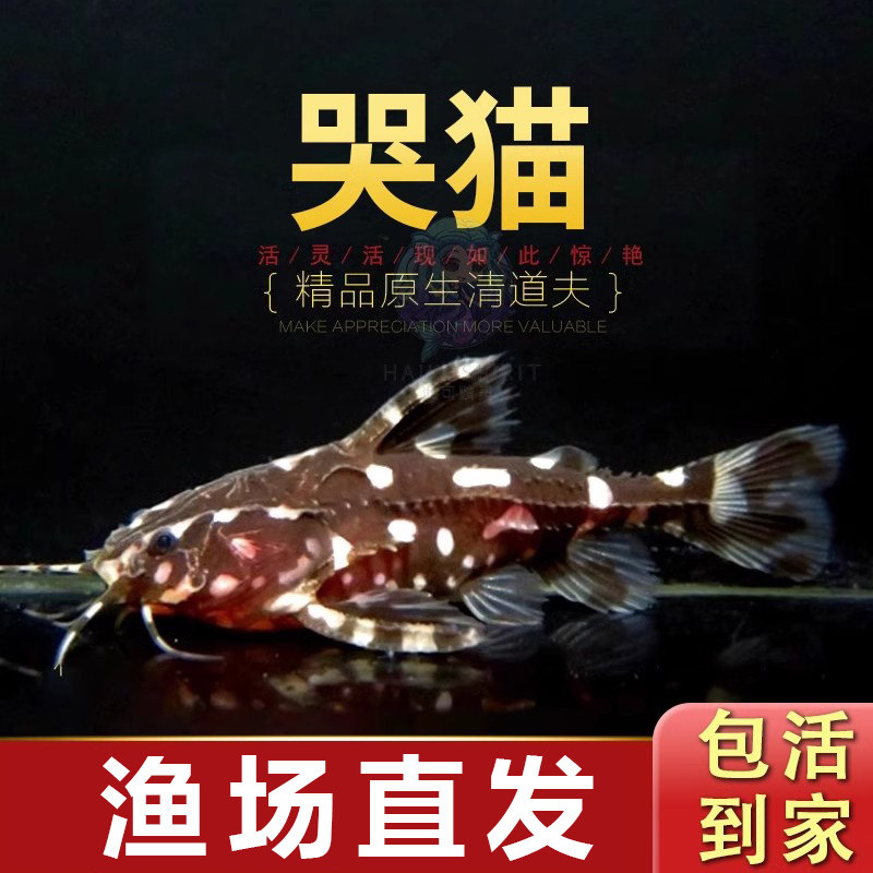 哭猫鱼热带底栖鱼斑点鲶科鱼笑猫爱吃垃圾清理鱼缸残渣工具鱼活体