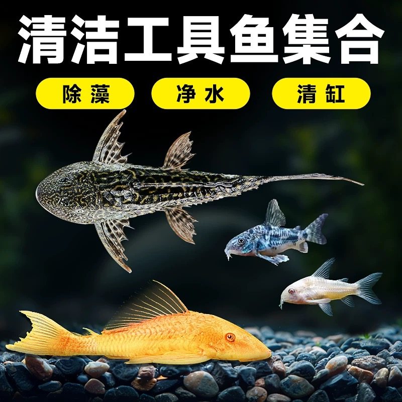 观赏鱼清道夫金苔鼠热带鱼除藻工具淡水好养清洁粪便活体鱼孔雀鱼