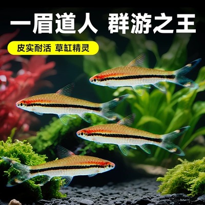 草缸群游鱼一眉道人好养孔雀鱼