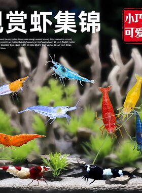 黑壳虾观赏虾鲜活水晶樱花虾除藻