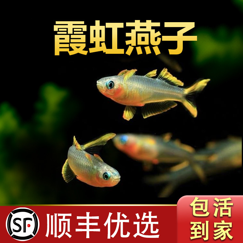 霓虹燕子鱼橘翅珍珠燕子高档鱼观赏鱼橘红燕子群游活体热带鱼包邮