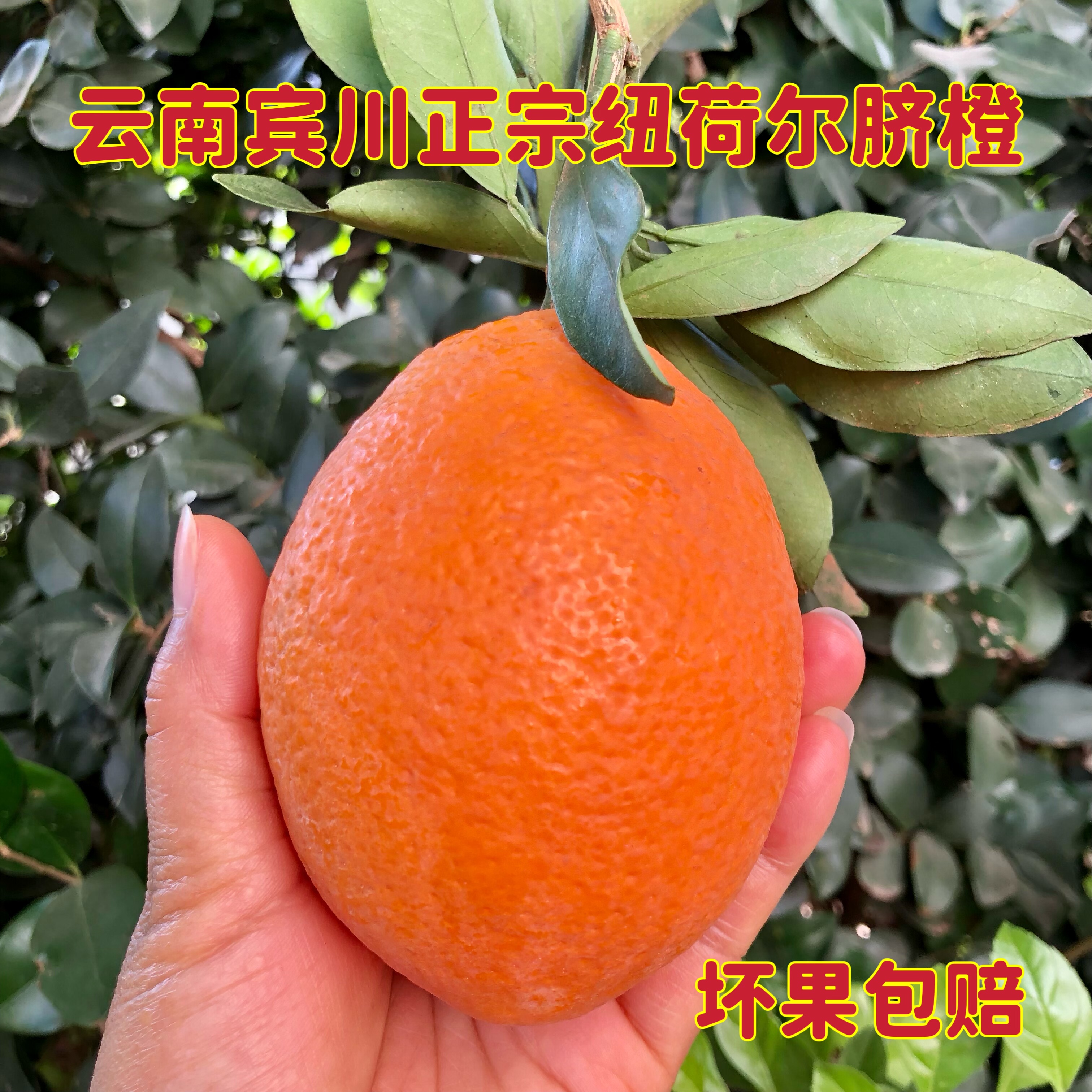 正宗云南宾川纽荷尔当季新鲜孕妇水果大果现摘现发整箱10斤