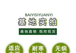 大叶黄杨球冬青球球形黄杨毛球树苗四季常青庭院围墙篱笆绿化植物