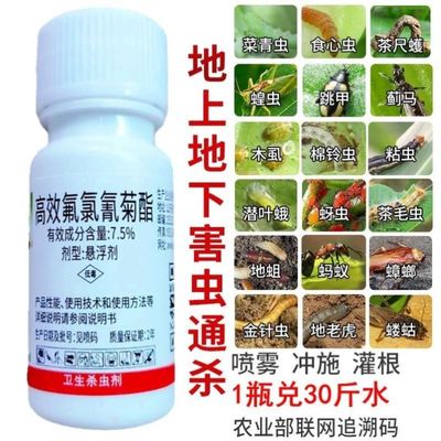 花盆里有小虫花土里太阳花长寿花杀虫剂虫子药月季除虫药小黑虫药