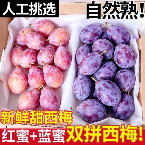 蓝蜜红蜜双拼！正宗西梅