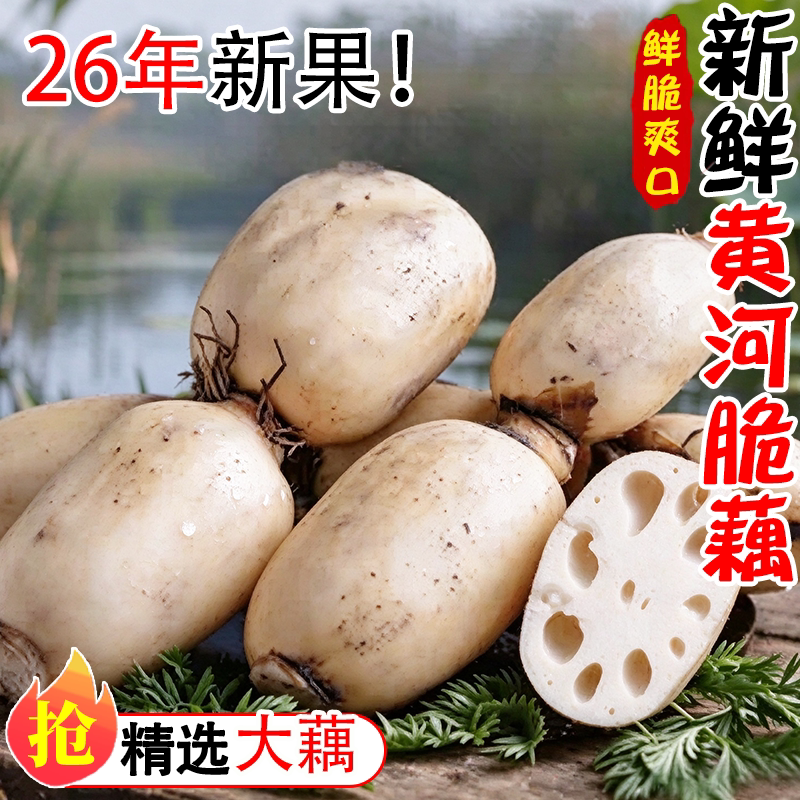 正宗黄河新鲜莲藕嫩藕脆藕清炒凉拌脆嫩甜时令农家蔬菜现挖包邮