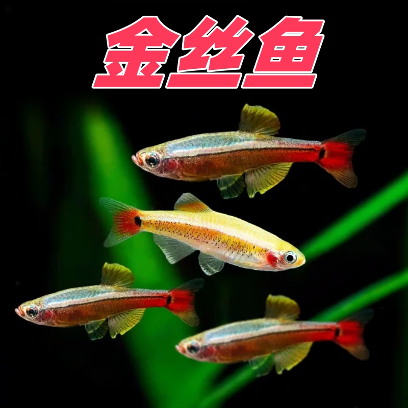 白云金丝鱼瑰丽金丝鱼图片