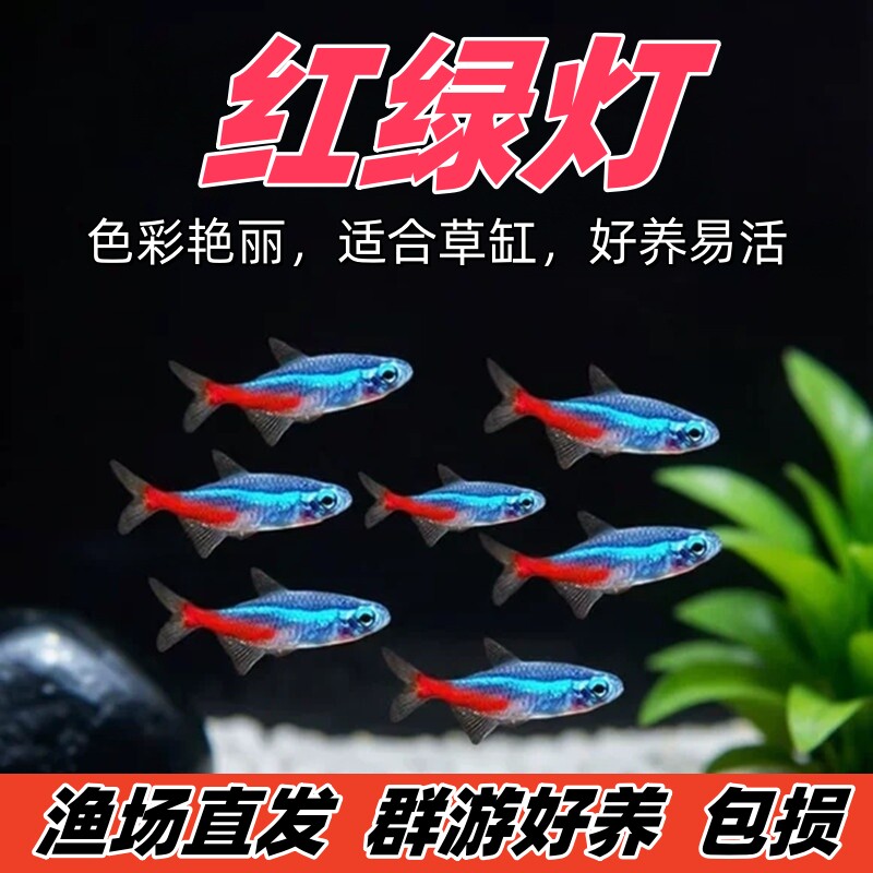 [宝鳞生财]宝莲灯鱼好养耐活鱼红绿灯鱼热带观赏鱼淡水小型群游鱼