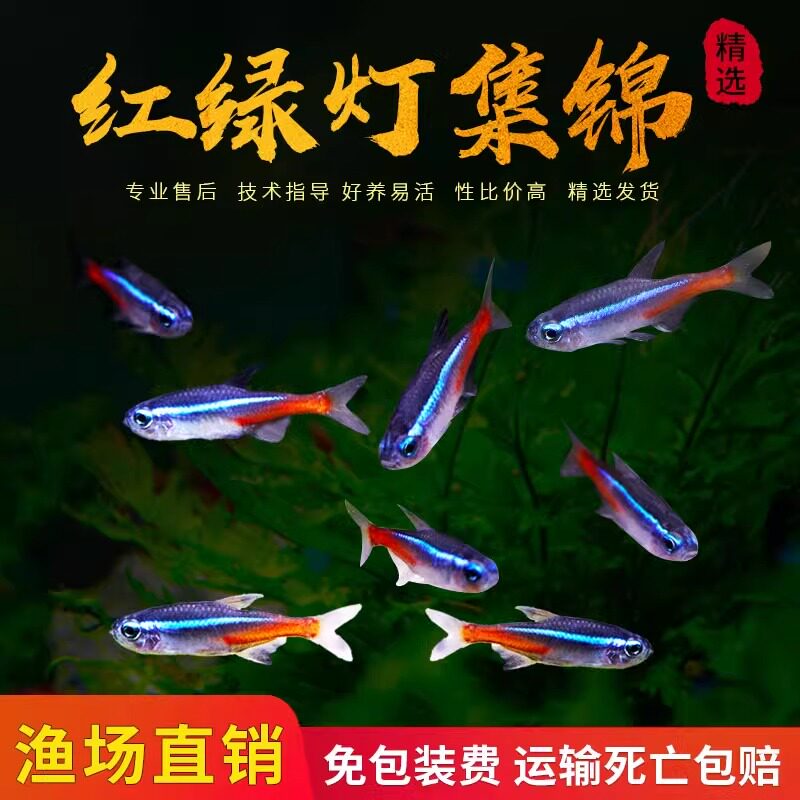水鱼相生玄境]红绿灯鱼热带观赏鱼灯科鱼宝莲灯鱼小型淡水群游鱼