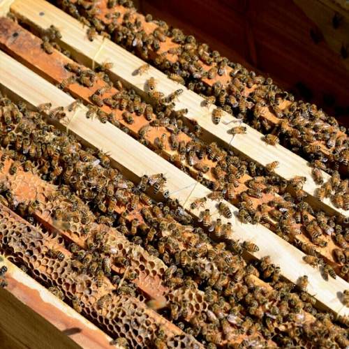 Guizhou breed honeybee queen bee Wang Swarm Bee species Soil honey Box Bee Chinese Beein the Pet/Pet food and supplies , Other pets , Other pets  category - from Buy2taobao.com to provide professional Taobao agent buy service