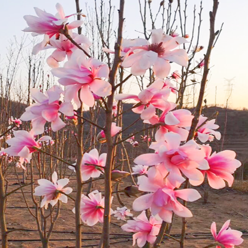 正宗玉兰花树苗庭院红玉兰花地栽大型北方种植花卉紫玉兰四季树种