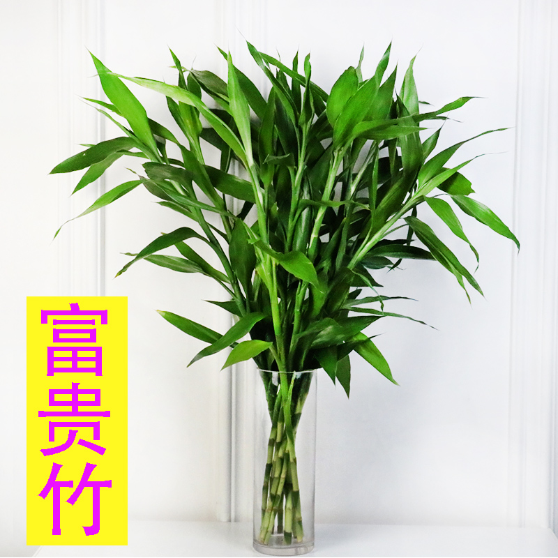 富贵竹水培植物观音竹转运竹弯竹绿萝桌面小盆栽大叶竹开运竹包邮