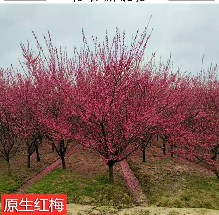 梅花苗嫁接梅花树苗冬季素心腊梅原生红梅苗骨里红梅花苗庭院盆栽