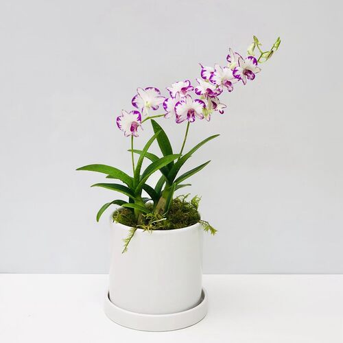 秋石斛兰价格 秋石斛兰图片 星期三