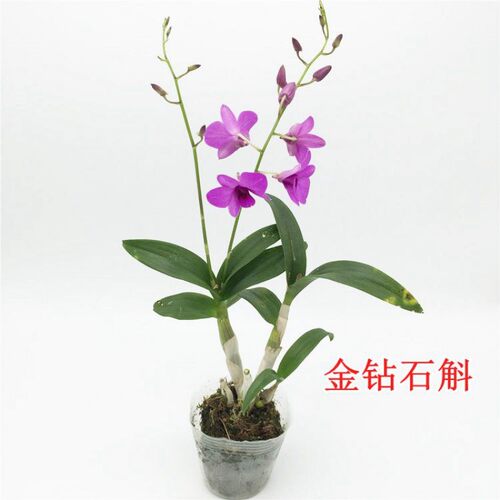 秋石斛兰价格 秋石斛兰图片 星期三