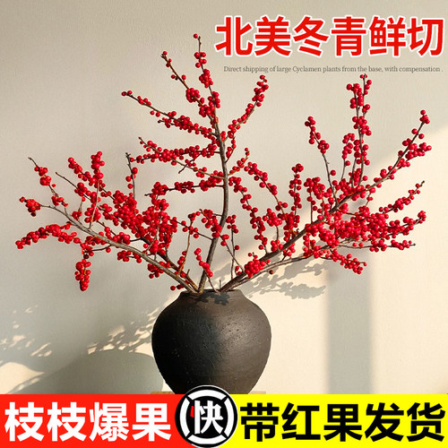 北美冬青红果鲜切枝年宵花