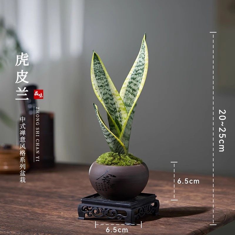 金边虎皮兰盆栽室内虎尾兰小绿植盆景四季好养植物客厅桌面摆件,鲜花速递/花卉仿真/绿植园艺,绿植,淘宝优惠券,粉丝福利购,淘宝优惠卷