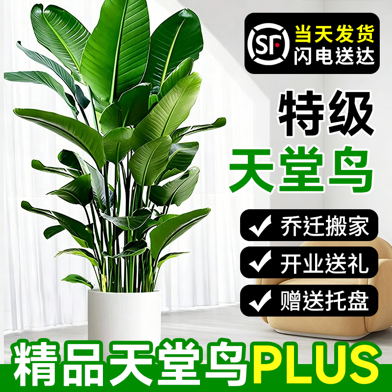 送货上门 天堂鸟盆栽绿植室内客厅落地好养大型植物鹤望兰大禄植