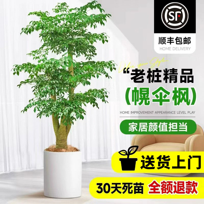 送货上门 幌伞枫老桩幸福树大盆栽广伞枫室内大型绿植新房富贵树