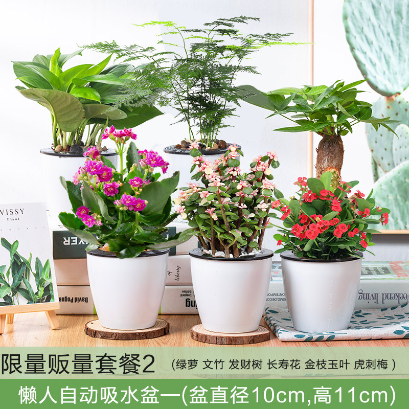 绿萝发财树吊兰多肉小绿植花卉盆栽植物室内甲醛好养水培文竹除去高性价比高么？