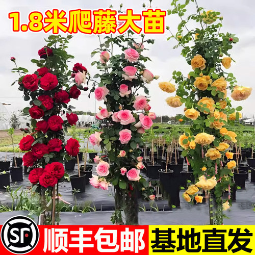 蔷薇花苗爬藤月季四季开花盆栽