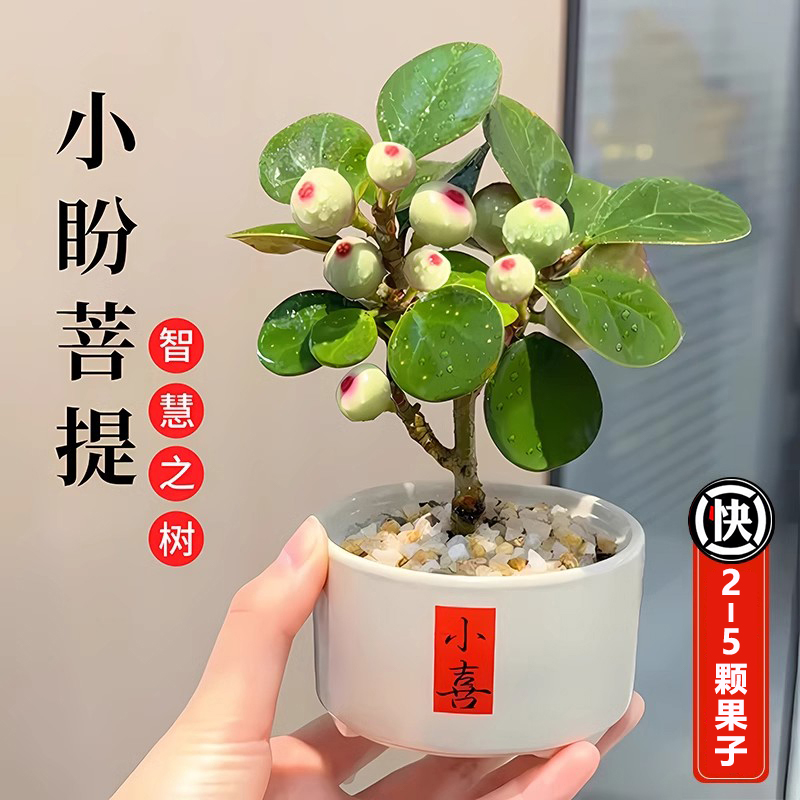 小盼菩提盆栽带果子菩提树盆景