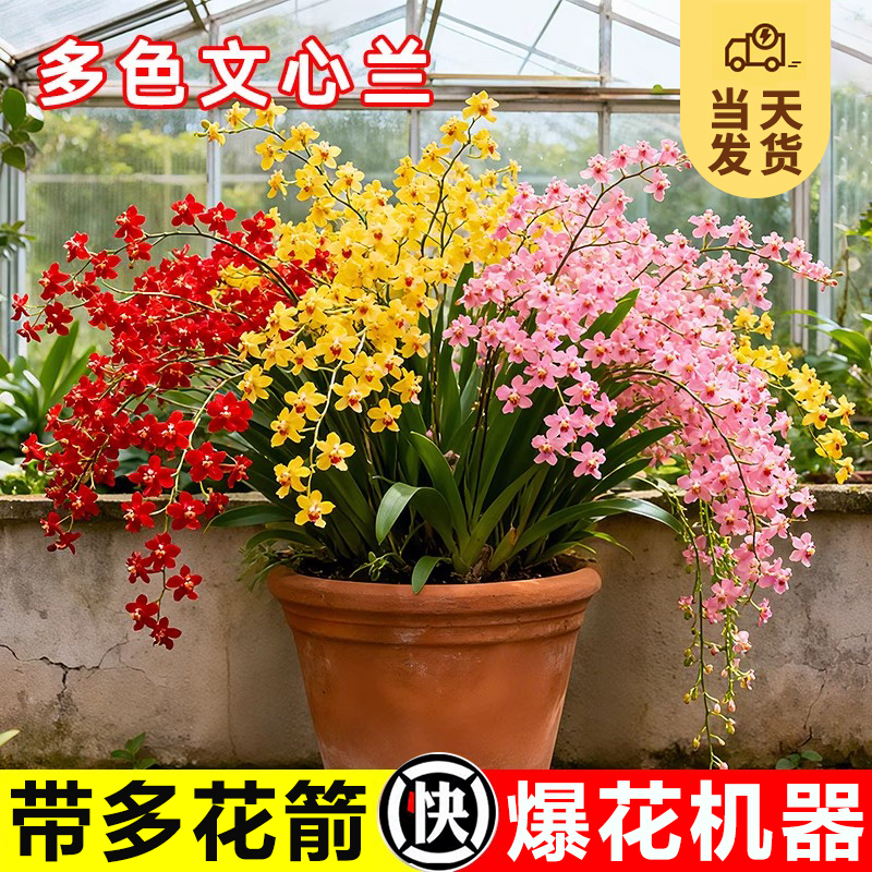 香水梦香兰盆栽兰花苗室内文心兰