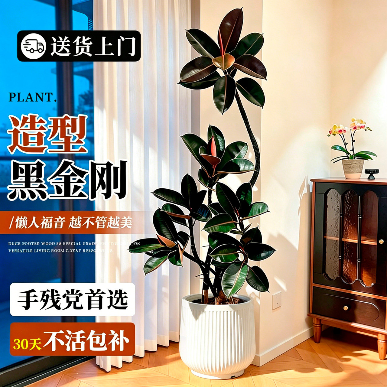 送货上门 黑金刚橡皮树大盆栽高级感客厅轻奢室内好养落地大绿植