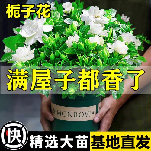 栀子花盆栽浓香型懒人花卉