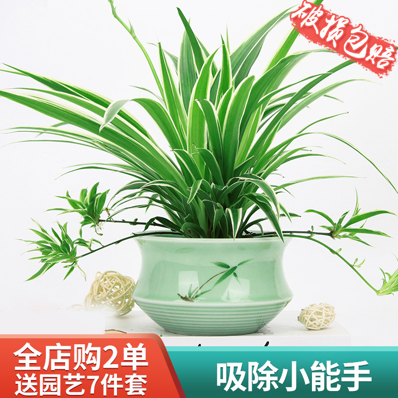 金边吊兰植物室内好养花卉桌面