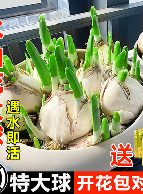 正宗漳州水仙花种球水养水培盆栽植物冬季耐寒花卉好养活大种子
