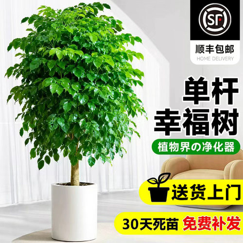送货上门单杆幸福树盆栽大绿植