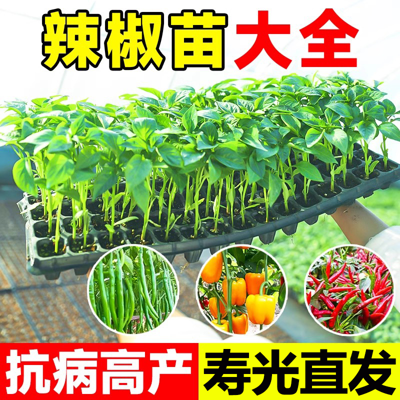 辣椒苗四季朝天椒香辣线椒薄皮