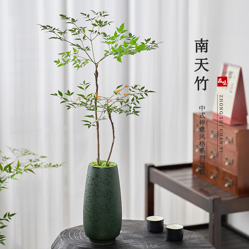 南天竹盆栽观叶桌面古风造景