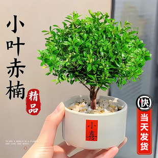 好养活迷你小盆栽 小叶赤楠盆景办公室内旺宅植物桌面绿植摆件四季