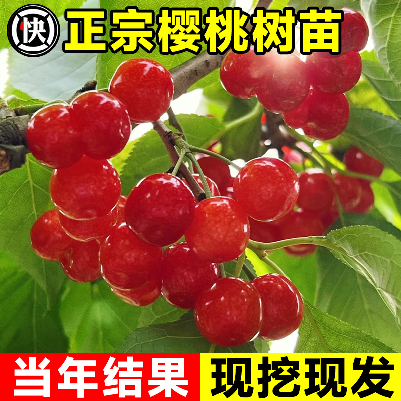 樱桃树苗中华小樱桃车厘子果树