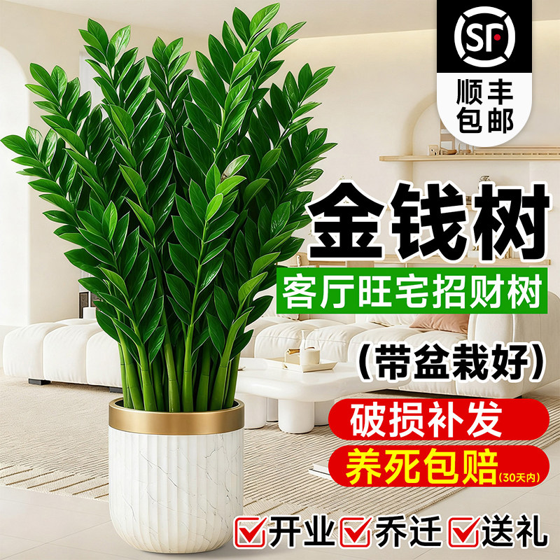 送货上门 金钱树盆栽钱串子发财树室内开业乔迁客厅大型旺宅绿植