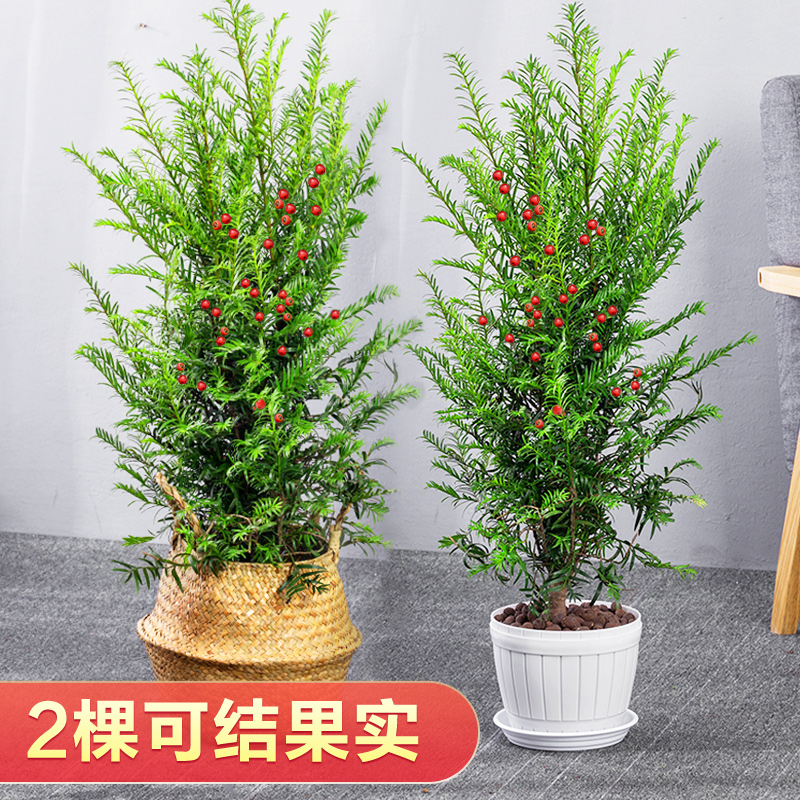 正宗红豆杉盆栽树苗花卉植物办公室内大型盆景桌面小绿植好养老桩