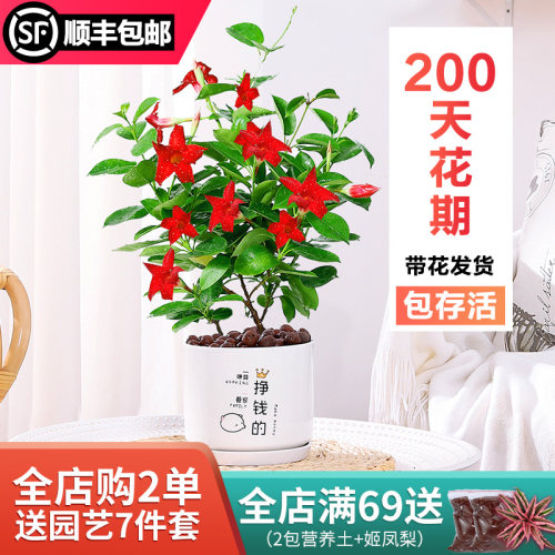 万里飘香藤价格 万里飘香藤图片 星期三