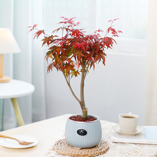 红枫树盆栽室内客厅绿植造型老桩小盆景办公桌面观叶植物易养 四季