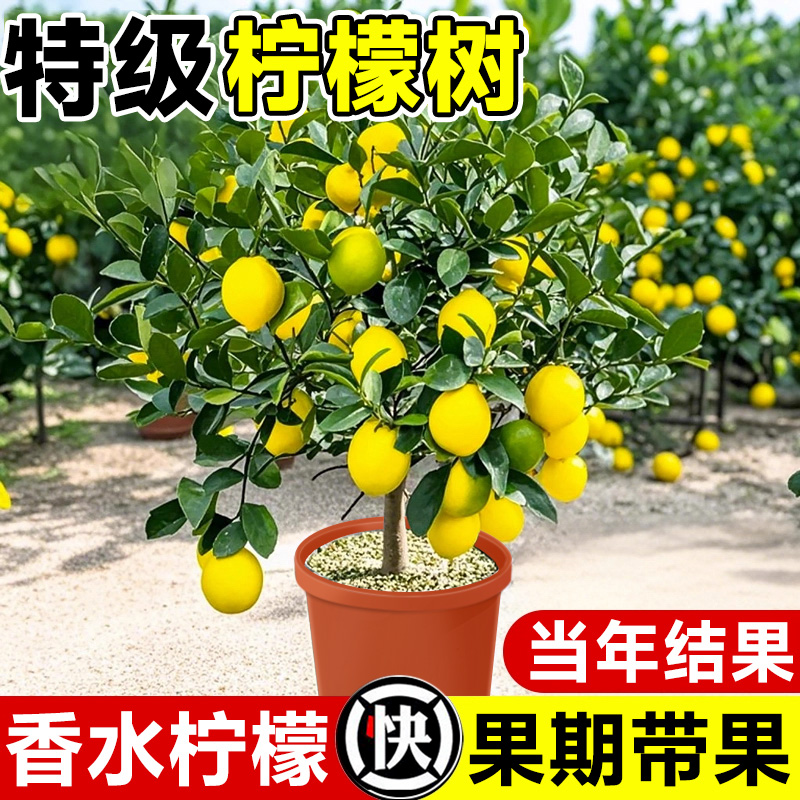 香水柠檬树盆栽带果可食用