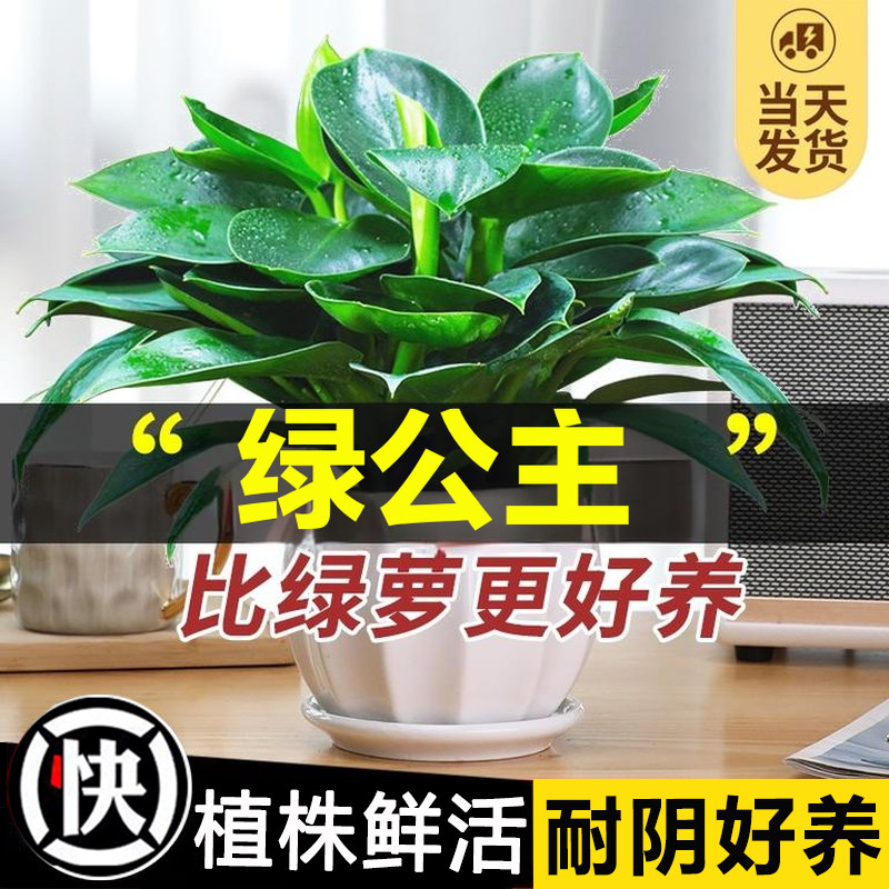 大盆金钻绿公主盆栽水培绿植室内好养花卉大叶绿萝四季旺宅植物 - 实物图